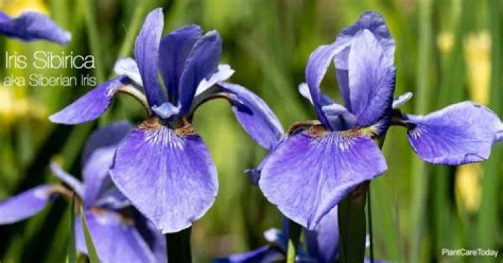 What does Siberian iris look like