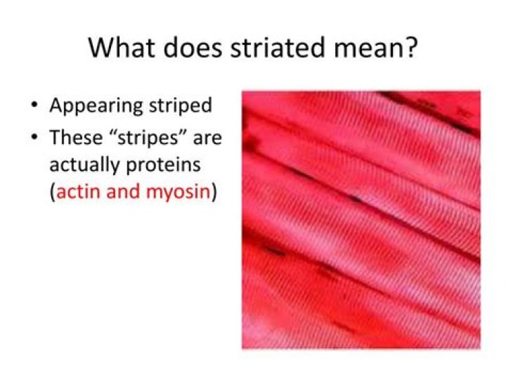 What does striated mean in science