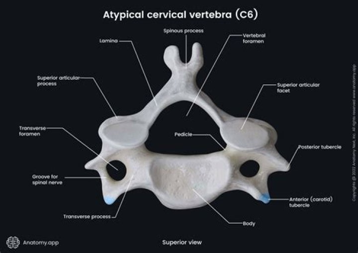 What does the cervical vertebrae look like