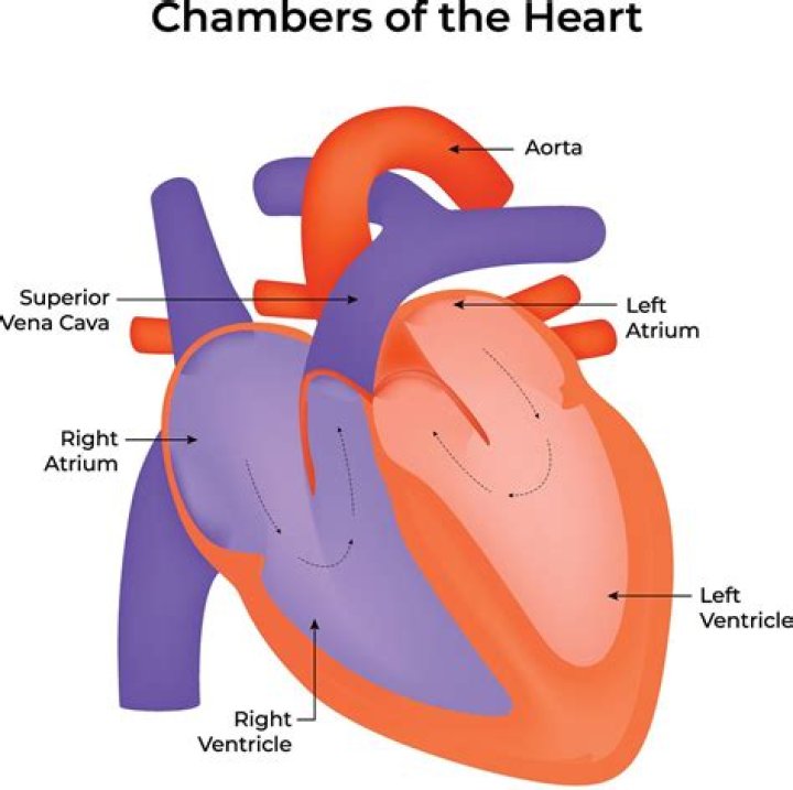 What does the chambers of the heart do