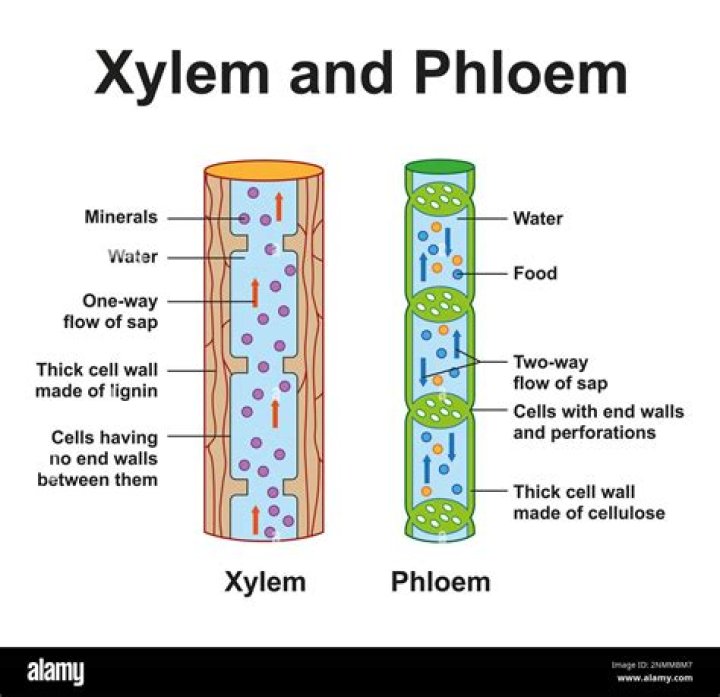 What does the xylem transport