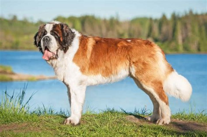 What Dog Looks Like A St Bernard