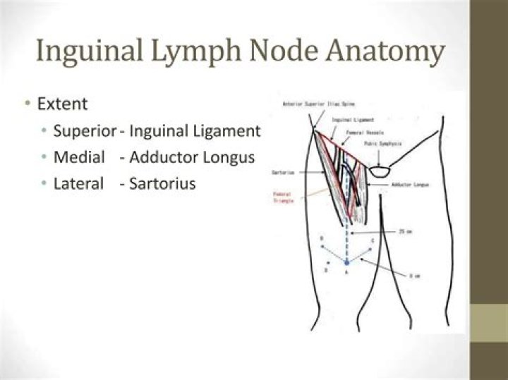 What drains into the superficial inguinal lymph nodes