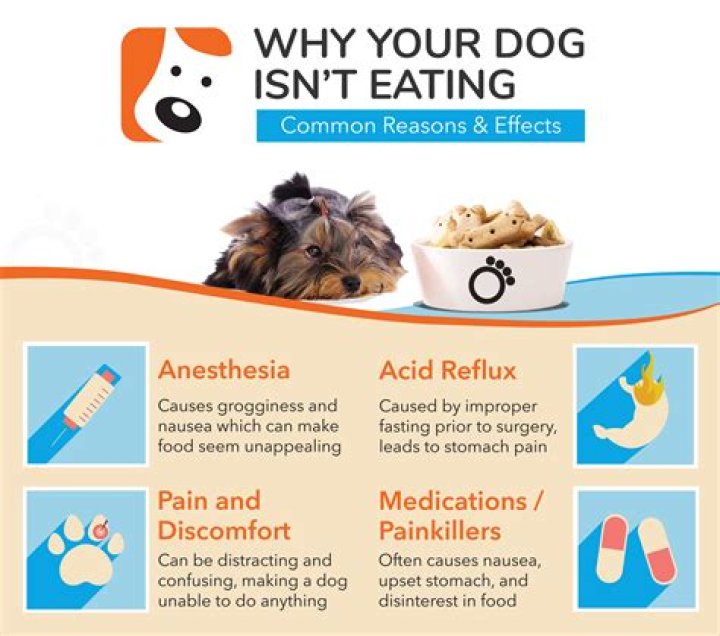 What Happens If A Dog Drinks Pine Sol