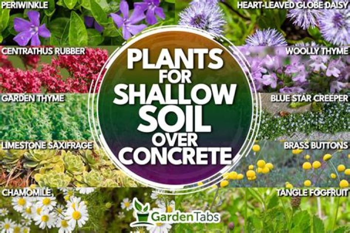What herbs grow in shallow soil