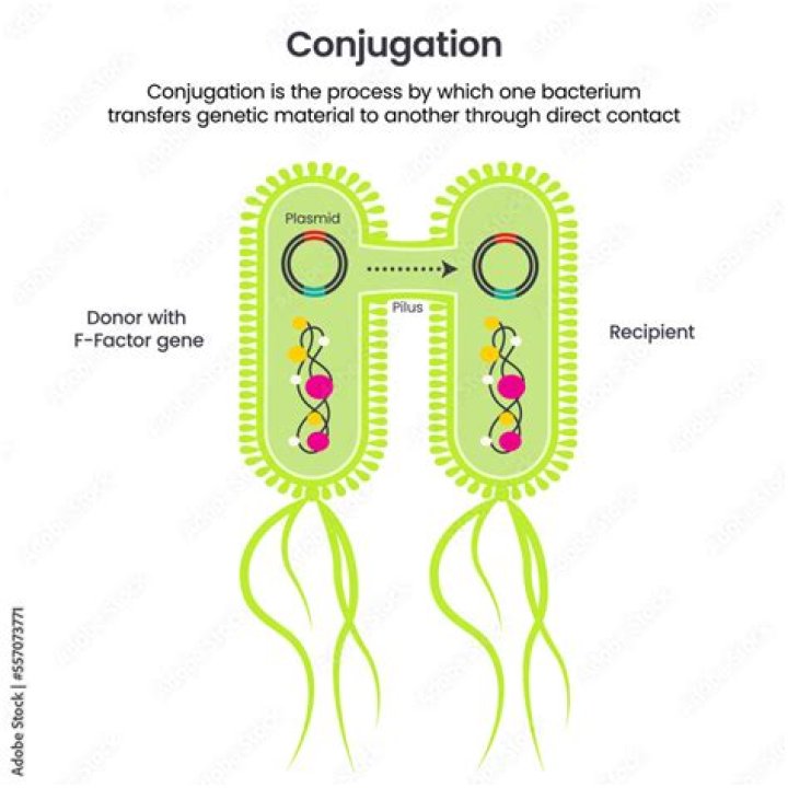 What is a conjugation Pilus