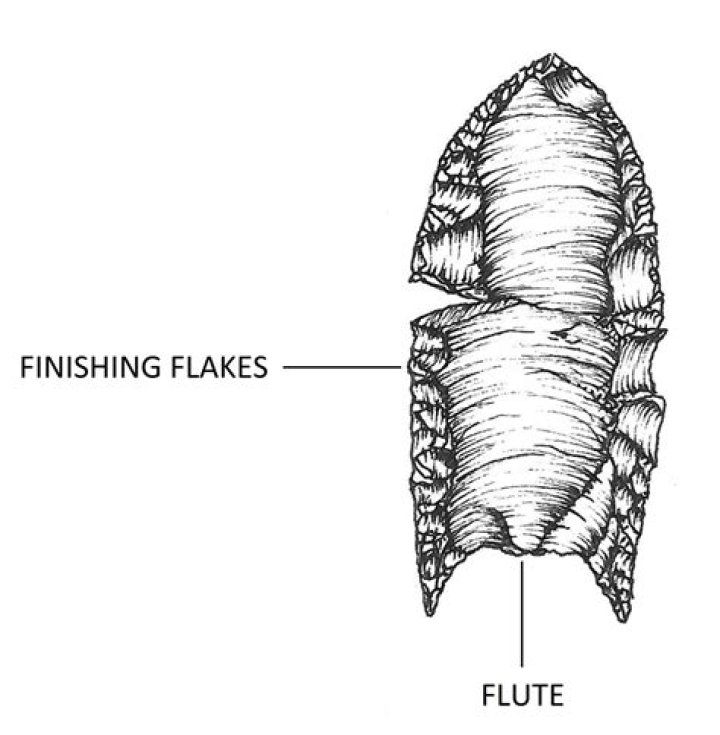 What is a fluted point