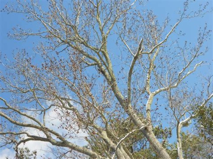 What is a gumball tree good for