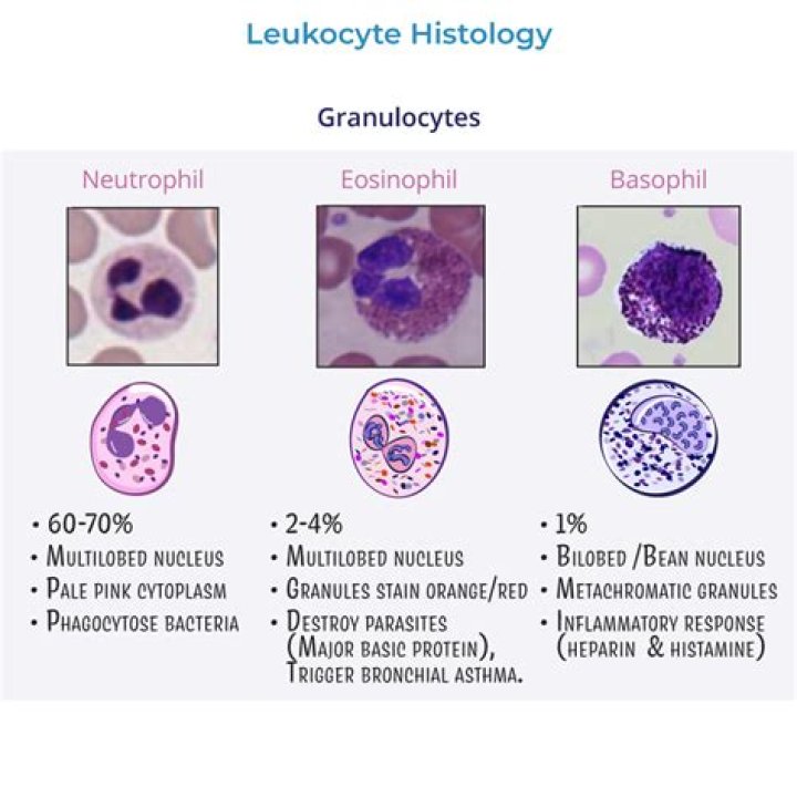 What is a normal granulocyte count