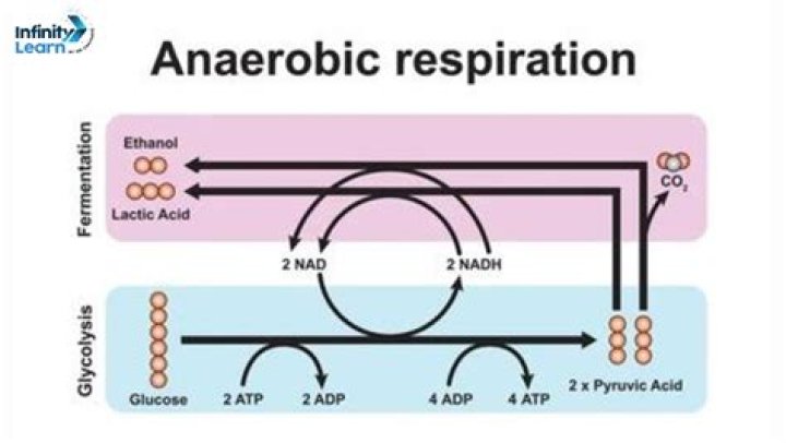 What is anaerobic respiration GCSE
