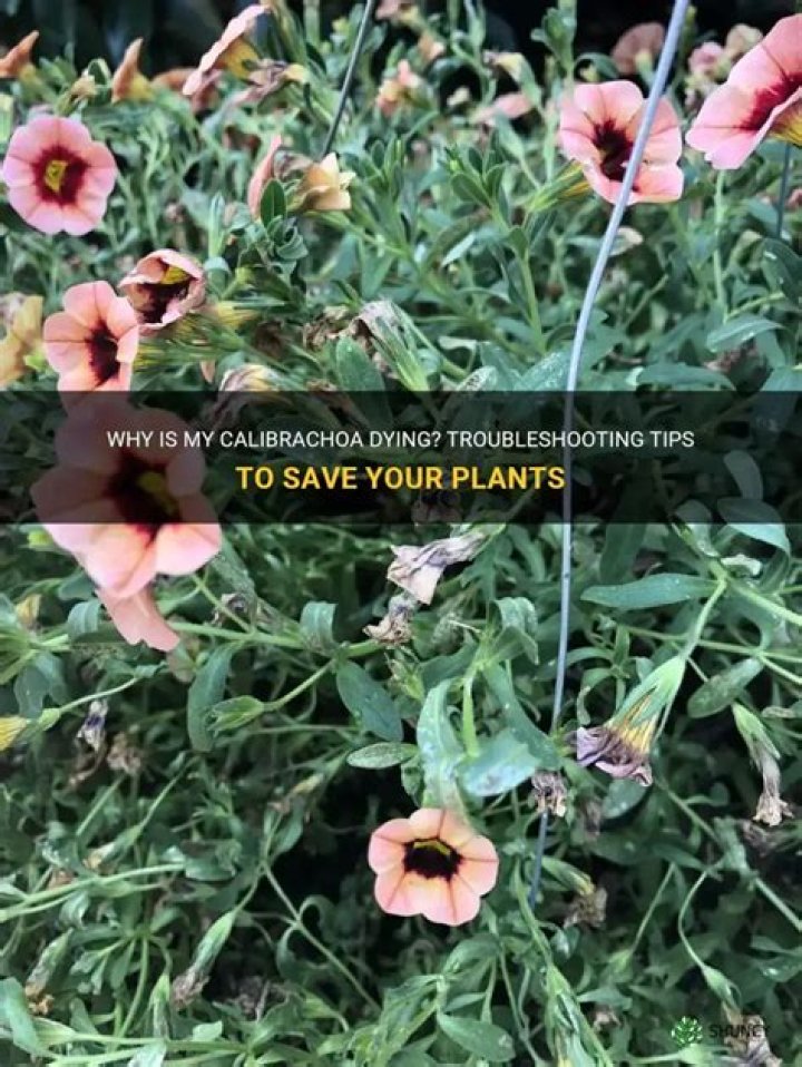 What is eating my Calibrachoa flowers