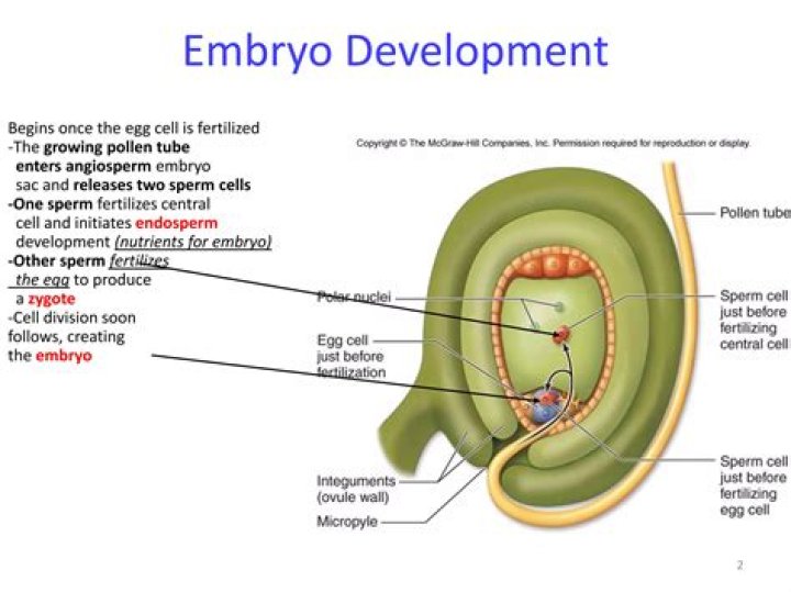 What is embryo of plant