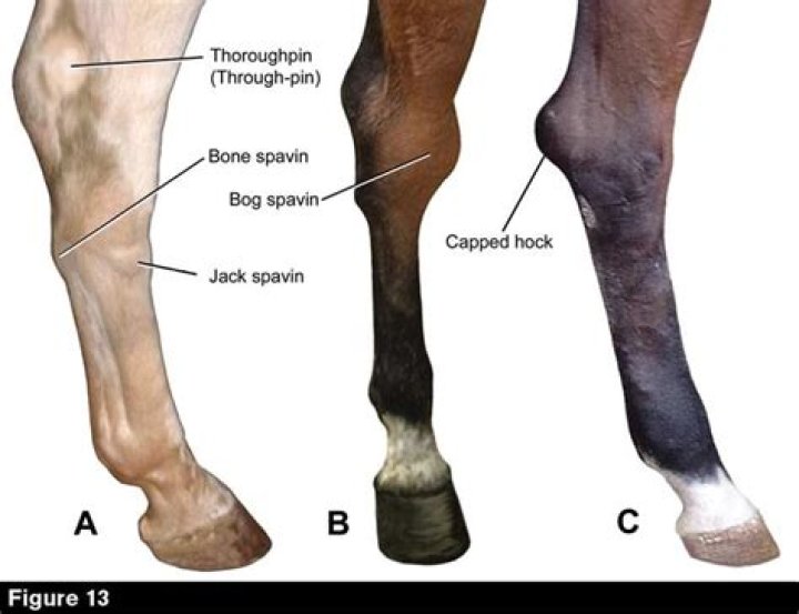 What is equine elbow cap