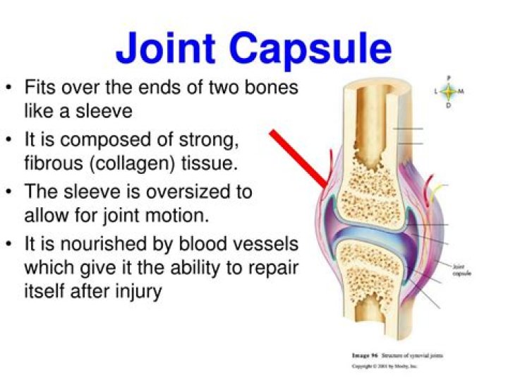 What is found in a joint capsule