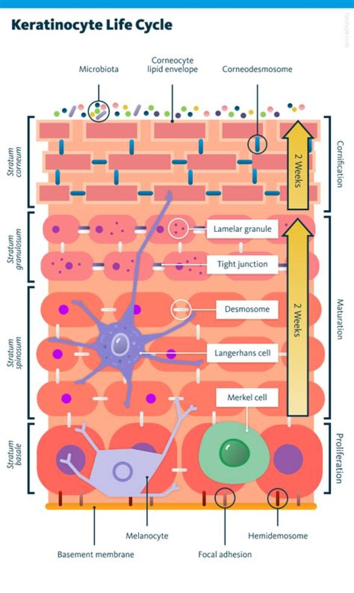 What is keratinocyte differentiation