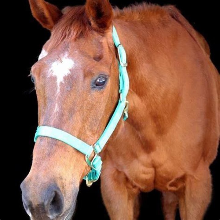 What is Lutalyse used for in horses