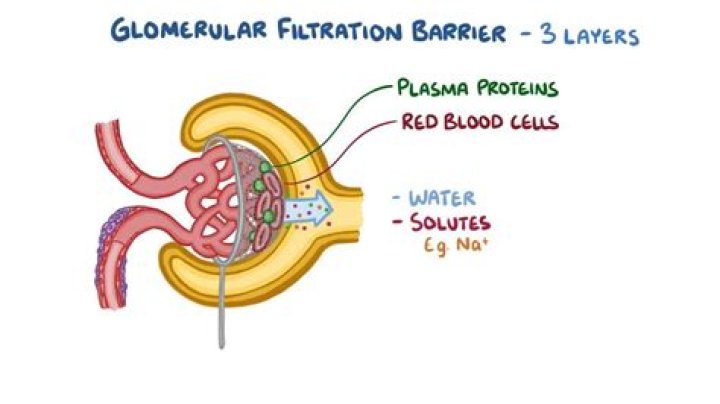 What is meant by glomerular filtration