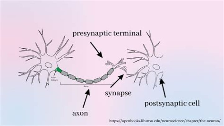 What is presynaptic cell