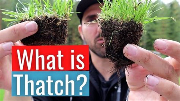 What is thatch - How To Discuss