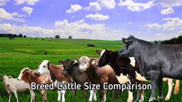 What is the average cow herd size in the US