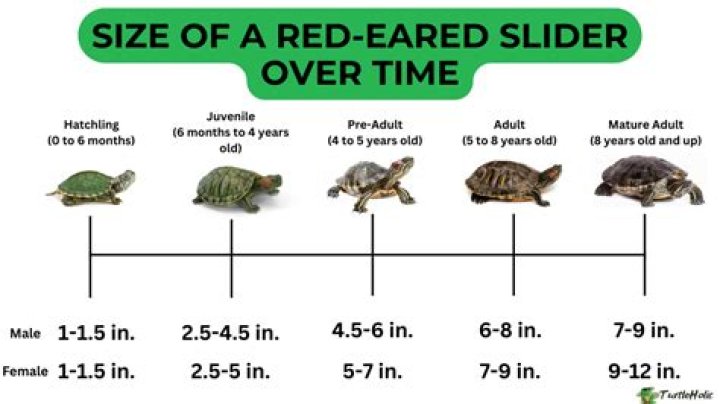 What is the best filter for a red eared slider