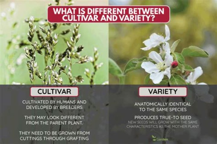 What is the difference between a cultivar and a variety