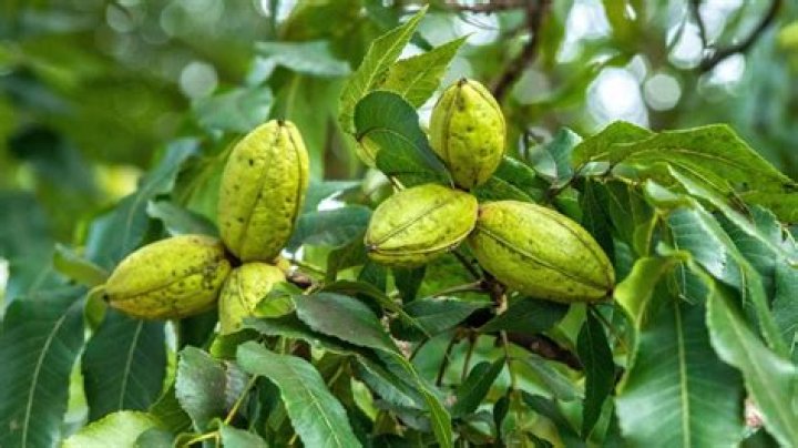 What is the fastest growing pecan tree
