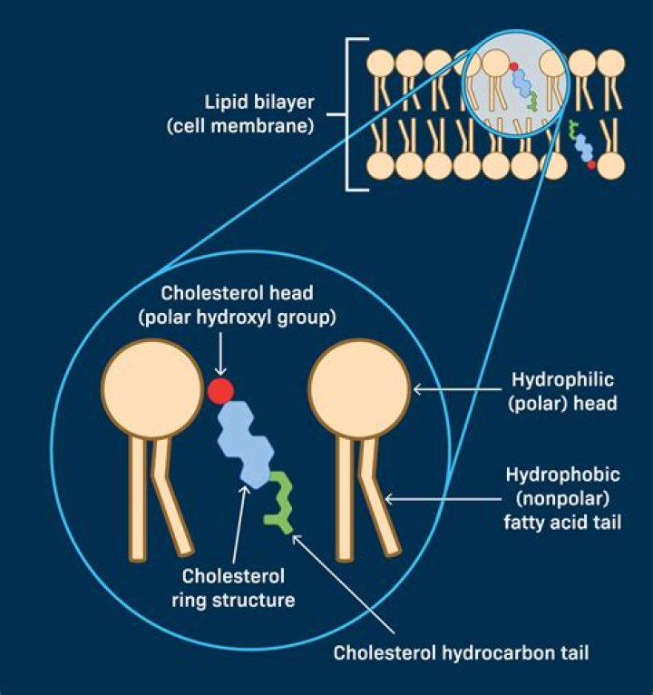 What is the function of cholesterol in the plasma membrane quizlet