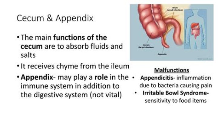 What is the function of the cecum and appendix