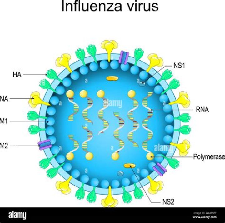 What is the genome of the influenza virus