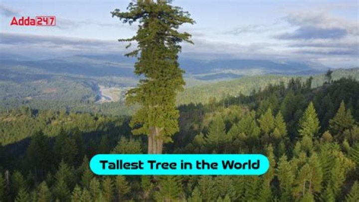 What is the largest known tree