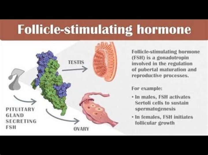 What is the main function of follicle stimulating hormone