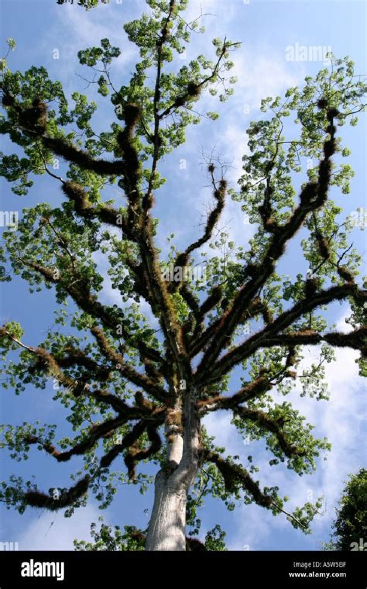 What is the national tree of Guatemala