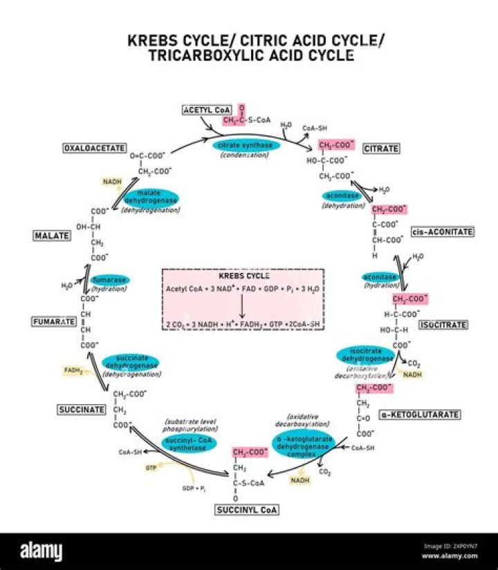 What is the other name of Krebs cycle