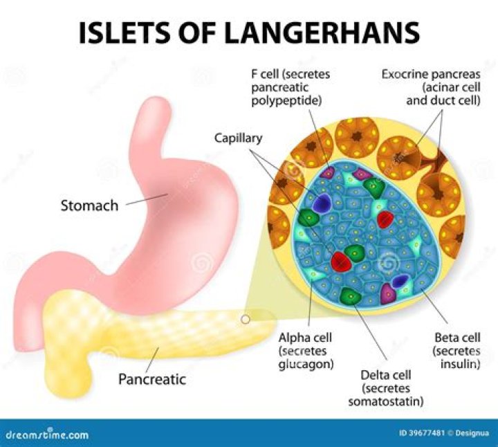 What is the primary function of the islets of Langerhans in the pancreas quizlet