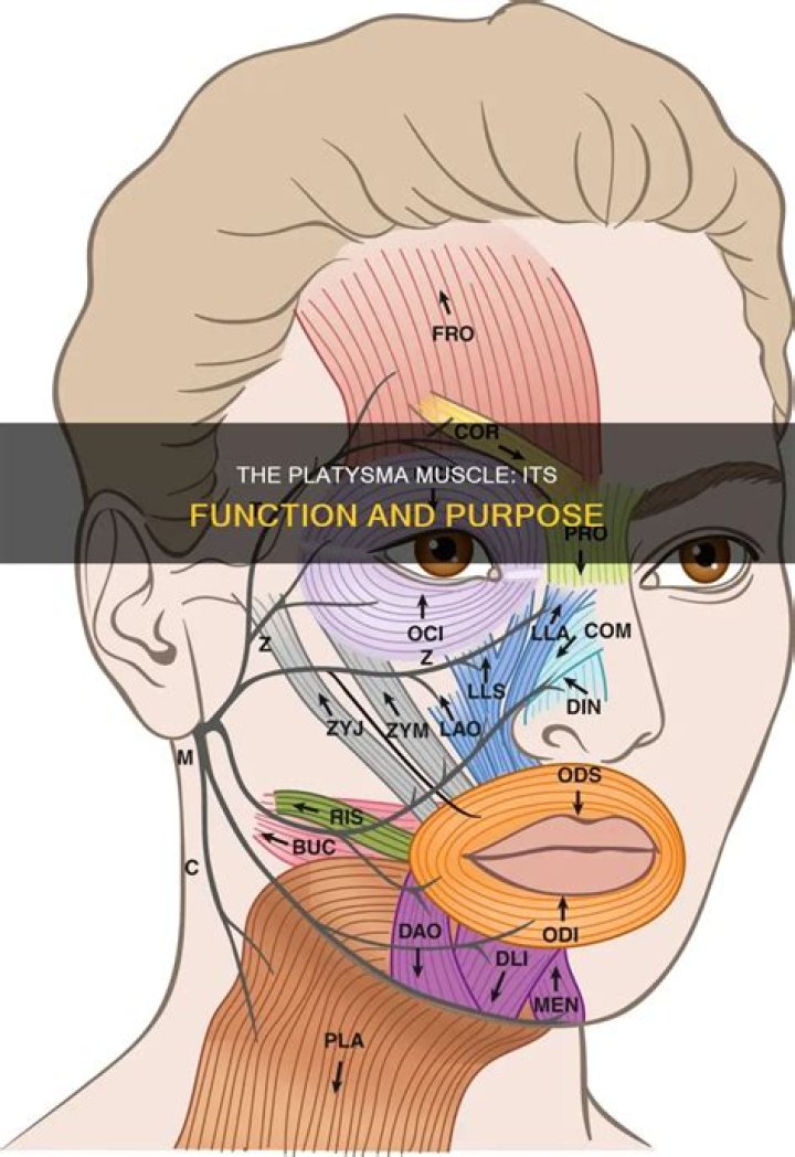 What is the purpose of the Platysma