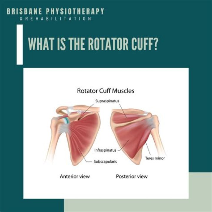 What is the rotator cuff anatomy