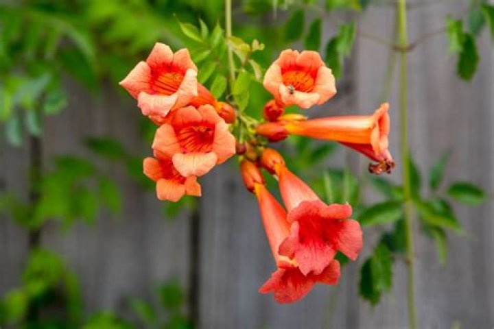 What is the scientific name for trumpet vine