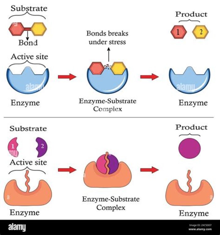What is the substrate of the enzyme peroxidase