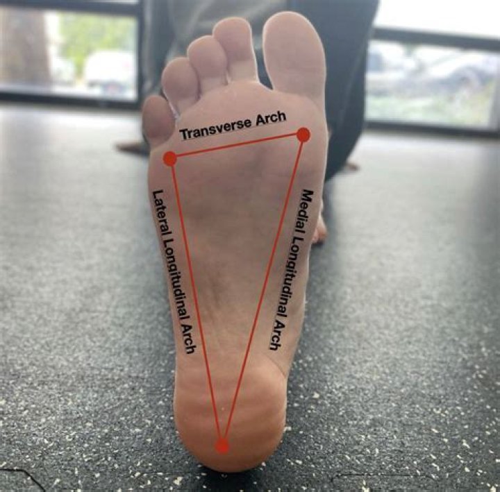 What is the transverse arch of the foot