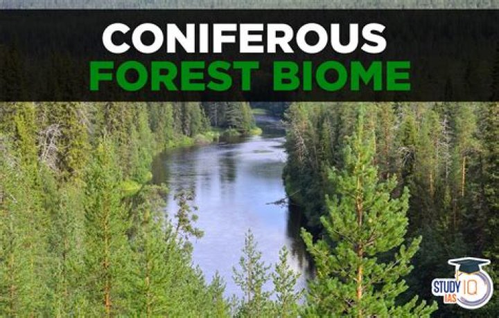 What is the unique feature of coniferous forest