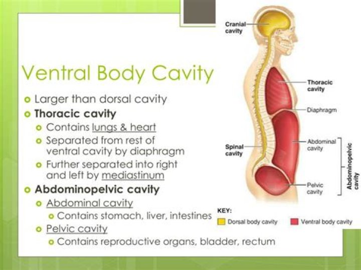 What is the ventral cavity