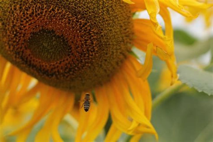What kind of bees pollinate sunflowers