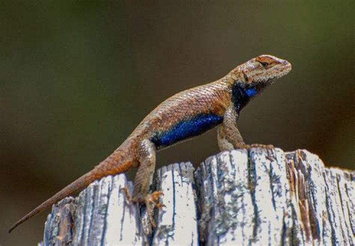 What kind of lizards live in Southern California