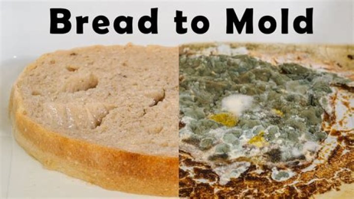 What kind of mold grows on rye bread