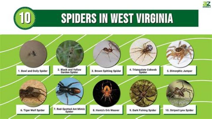 What kind of spiders are in West Virginia