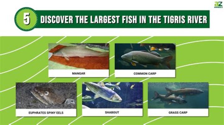 What lives in the Tigris River