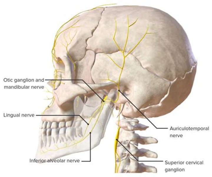 What nerve Innervates the TMJ