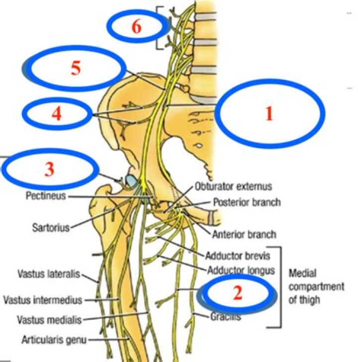 What nerves are in the hip