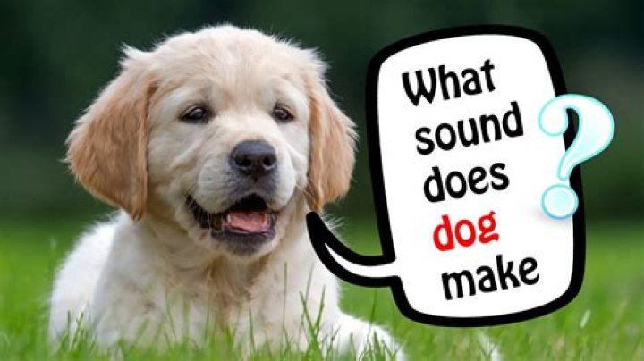 What Noise Do Dogs Make In French